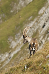 Alpine ibex,Capra ibex, herd of herbivores, high mountains,Switzerland,Europe