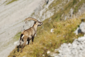 Alpine ibex,Capra ibex, herd of herbivores, high mountains,Switzerland,Europe