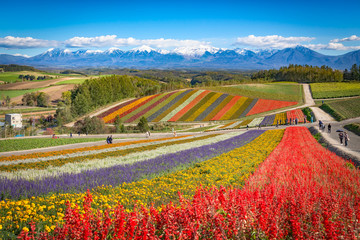 Colorful flower field on the hill at Shikisai no oka farm, Biei, Hokkaido, Japan - obrazy, fototapety, plakaty