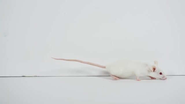 lab mouse in science experiment being tested on for research
