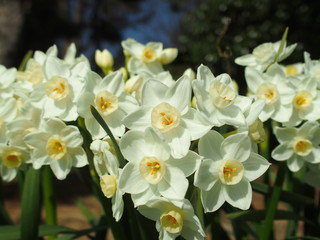 白い水仙の花
