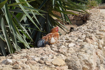 Rooster resting on a stone wall