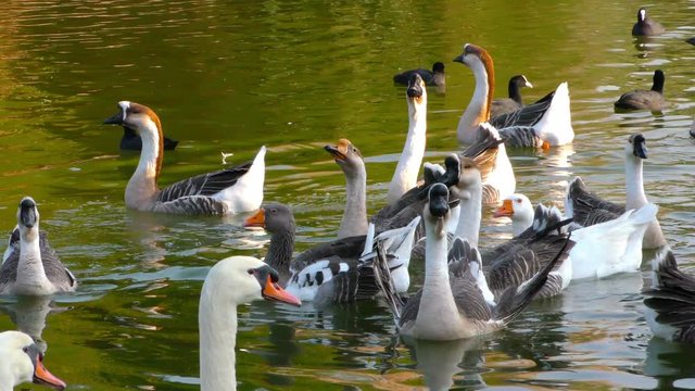 Goose Bird Animal on Green Lake