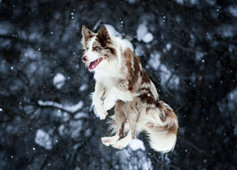 border collie jump on winter background