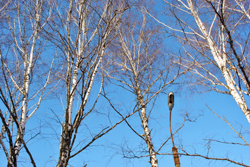 White birches branches without leaves and old rusty lantern against blue sky background, view from ground