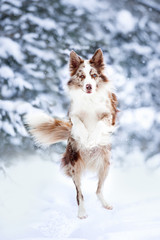Fototapeta na wymiar border collie jump on winter background