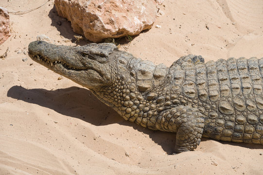Krokodil nimmt ein Sonnenbad