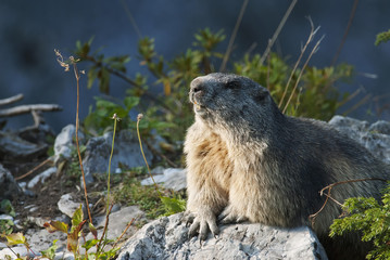 Alpine Marmot, Marmota marmota, mountain mammal in Alps,Switzerland, Europe