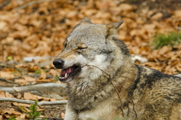 Gray Wolf, Canis lupus, Bavarian Forest National Park, Germany, predator in autumn forest