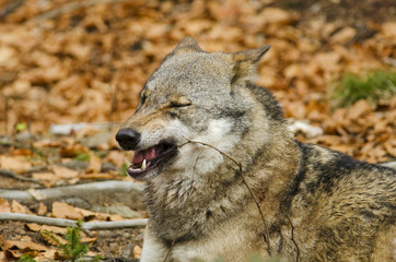 Naklejka na ściany i meble Gray Wolf, Canis lupus, Bavarian Forest National Park, Germany, predator in autumn forest
