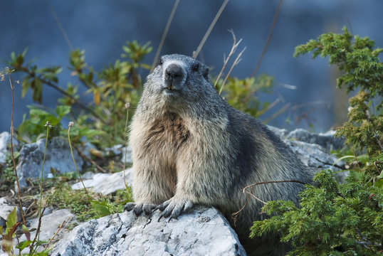 Alpine Marmot, Marmota marmota, mountain mammal in Alps,Switzerland, Europe