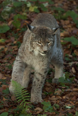 Naklejka na ściany i meble Eurasian Lynx, Lynx lynx, big predator, Bavarian forest National Park, Germany