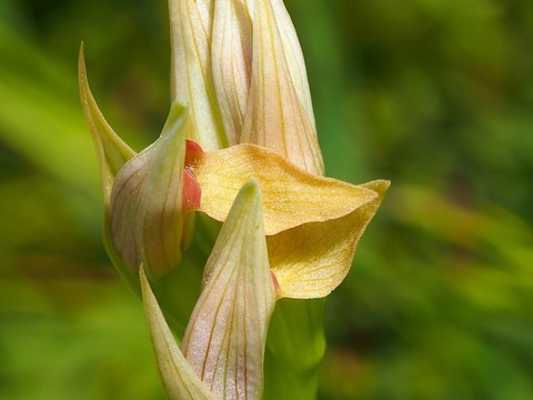 Lesser Tongue-orchid (Serapias parviflora)	