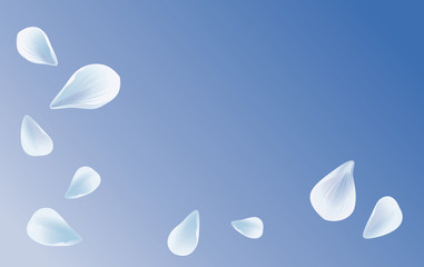 White Blue sakura flying petals isolated on Blue gradient background. Petals Roses Flowers. Vector