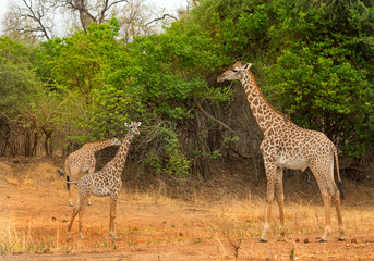 Obraz premium Tower of Thornicroft Giraffes standing in the African Bushveld in South Luangwa National park, Zambia