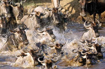 Wildebeests crossing Mara river