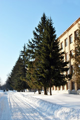 Road along white brick building and line of pine trees, winter sunny sky, vertical