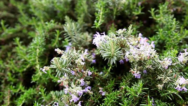 planta de romero con flores moradas y hojas olorosas ,planta que sirve para condimentar en la cocina y tambi&eacute;n como planta medicinal.