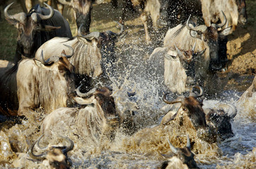 Wildebeests rushing to cross Mara river