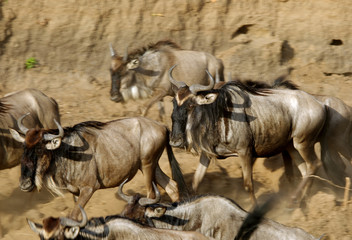 The wildebeests at the bank of Mara river