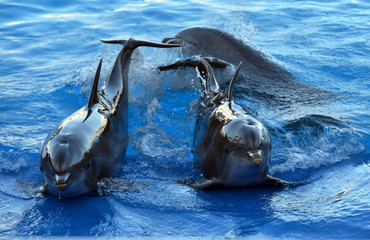 delfin