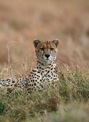 Cheetah resting in the grasses in the evening hours