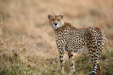 Portrait of a Cheetah in the evening 