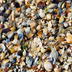 Natural background of seashells on wet sand beach
