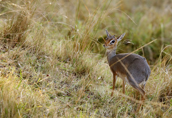 Krik Dik dik at Masai Mara 