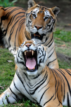 Tiger in the wild