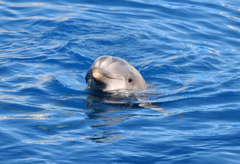 delfin © alberto