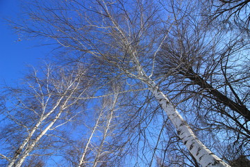 birch trees against the blue sky