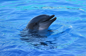 delfin © alberto