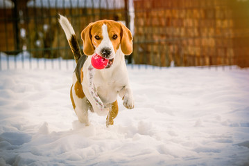 Happy beagle dog run with a ball on the snow