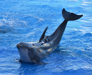 delfin en un espectaculo en el zoo © alberto