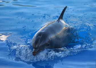 delfin © alberto