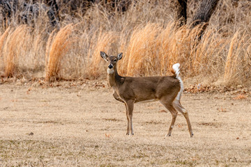 Naklejka na ściany i meble Deer standing in a field.