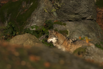 Gray Wolf, Canis lupus, Bavarian forest, autumn forest, predator