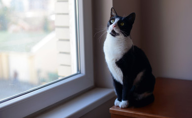 Black and white cat sitting on wooden chest near the window
