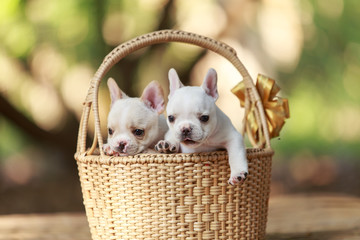 Fototapeta na wymiar Three white french bulldog puppies in a wicker basket.
