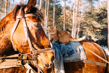 A horse in a harness in the sunlight with a cat in the saddle