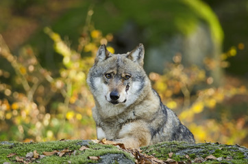 Gray Wolf, Canis lupus, Bavarian forest, autumn forest, predator