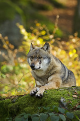Gray Wolf, Canis lupus, Bavarian forest, autumn forest, predator