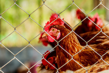 chickens or hens inside a chicken coop or hen house seen through chicken wire. © sanpom