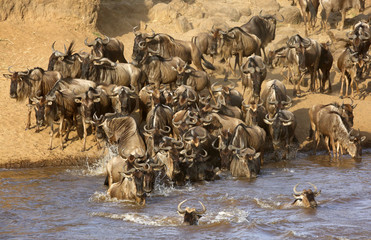 Wildebeests crossing the Mara river