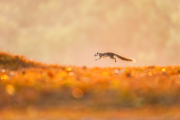 A Variable Squirrel running on the grassland at sunrise.