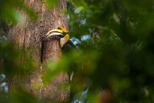Male Great Hornbill feeding on female at the tree nest.