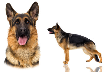German Shepherd dog in full growth on a white background isolate