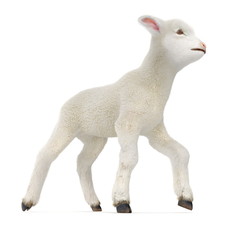 Lamb standing up, isolated on a white. 3D illustration