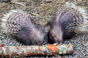 pair of porcupineschew log